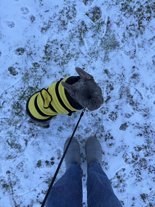 Срочно продам французкого бульдога