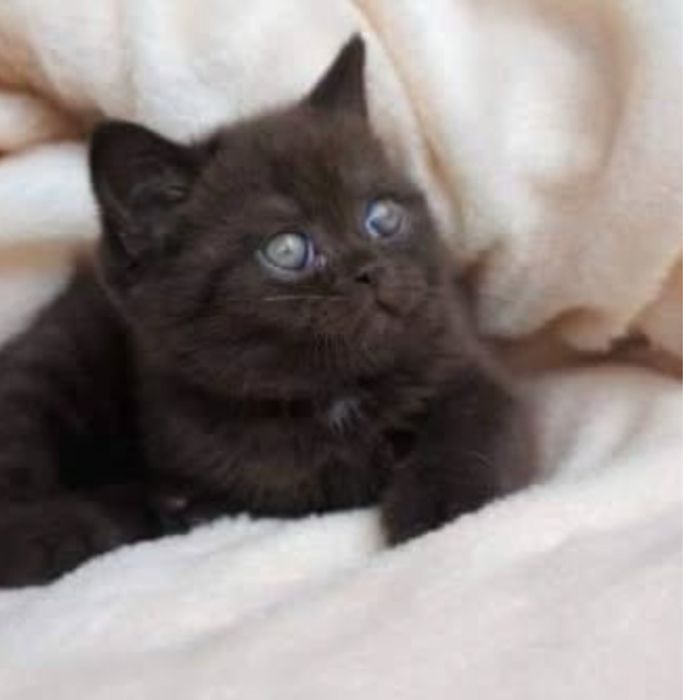 Маленькі пухнастики шукають дім!