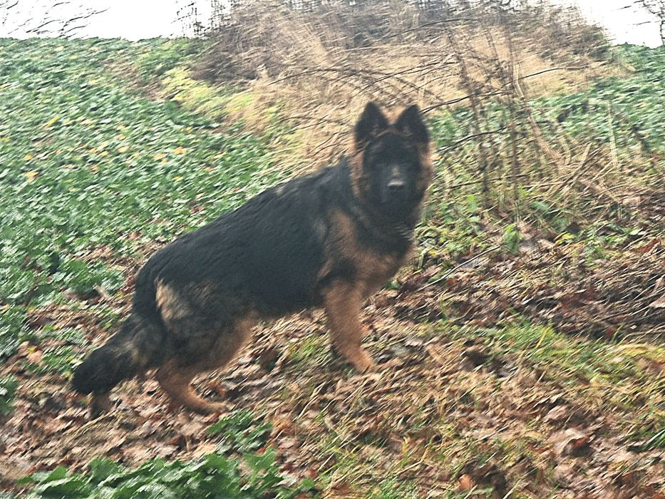 Owczarek Niemiecki suczka