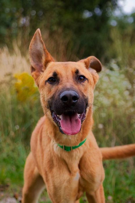 Scooby, młody roczny pies szuka domu