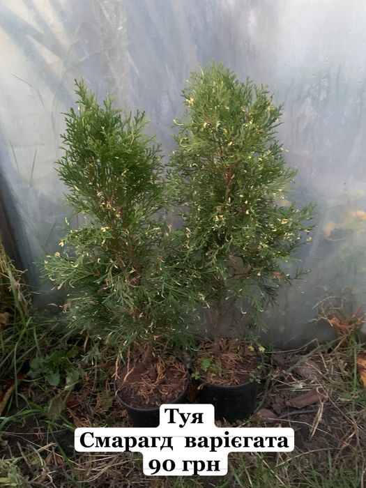 Туі різних видів