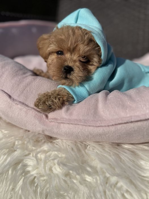 Наймиліші карамельки мальтипу на подарунок