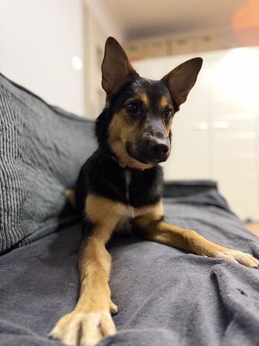 Lili 9 miesieczna suczka szuka domu