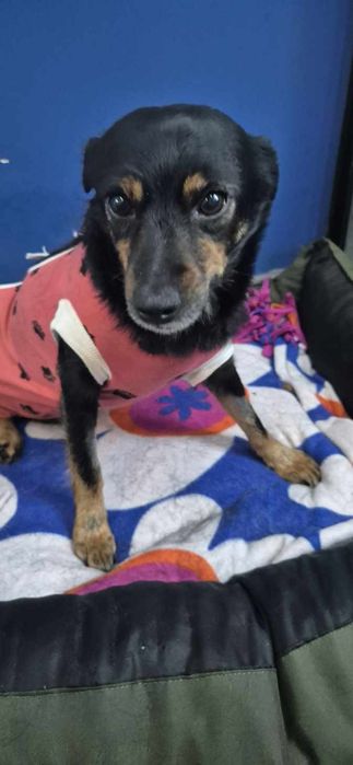 Mała suczka około 3 lata