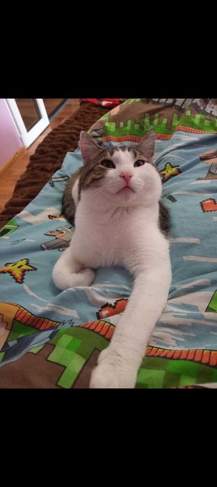 Котик в добрі руки