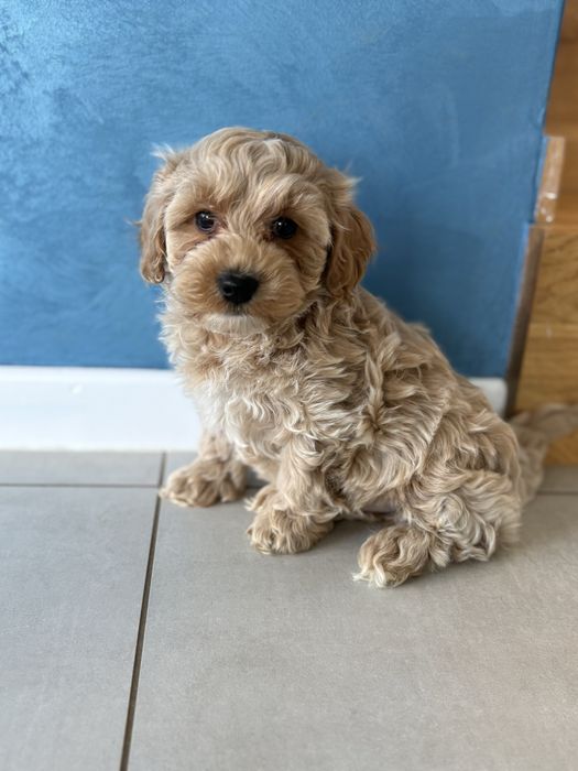 Maltipoo piesek bezowy