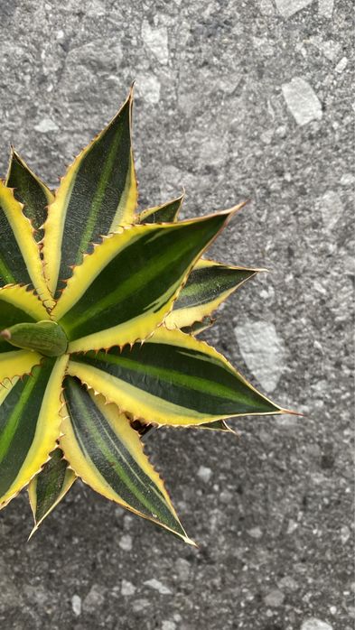 Агава Квадріколор , Agava Quadricolor
