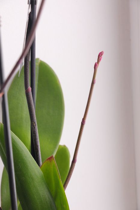 Орхідея фаленопсис класична малинова