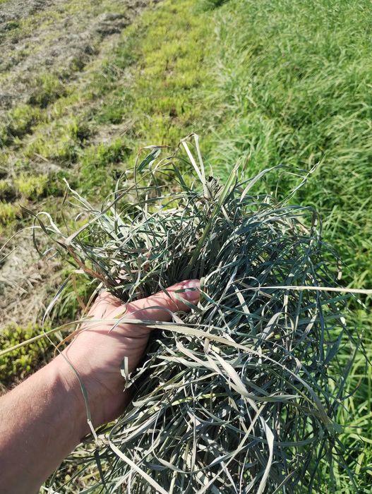 5kg sianko dla królików i gryzoni " MŁODSZE SIOSTRY " suszone naturalnie " BOROWIK "