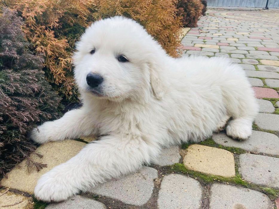 Піренейський гірський собака