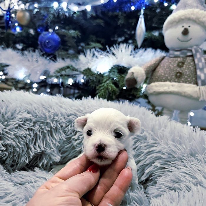 Sunia rasy Maltańczyk  z rodowodem wielopokoleniowym