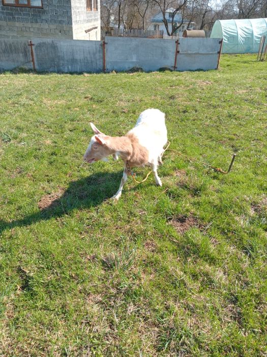 Продам козу первістку