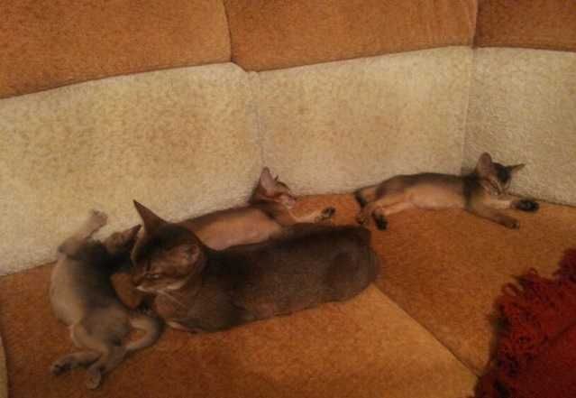 Абиссинский котенок дикий окрас