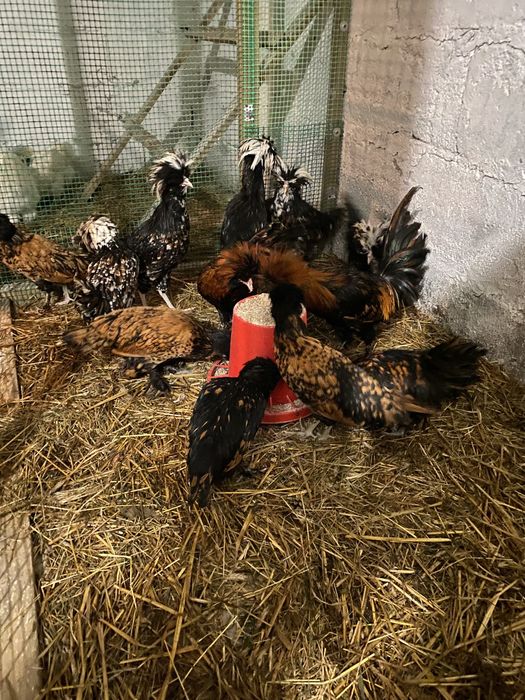 Kury kurczaki jajka legowe