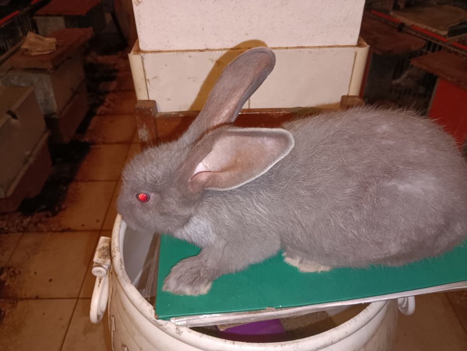 Coelhos Gigantes borboleta