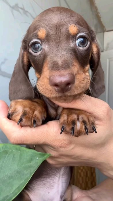 Маленька шоколадна такса шукає сім’ю