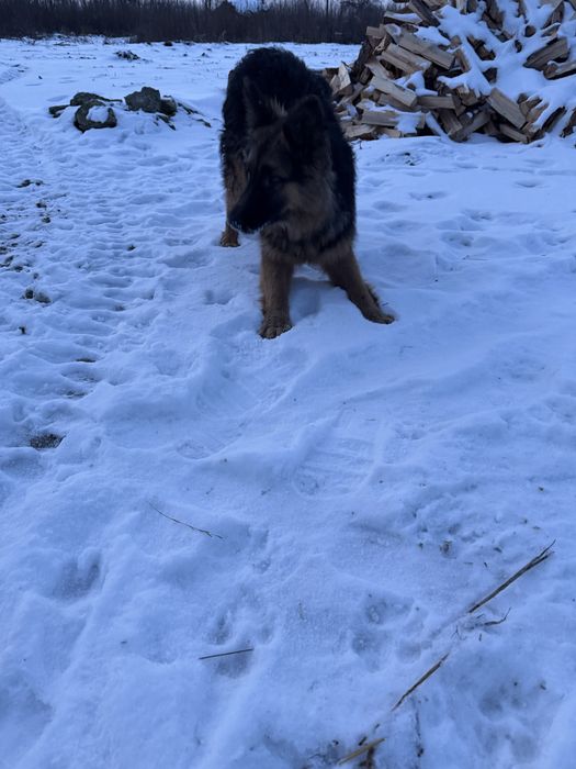 Німецька вівчарка