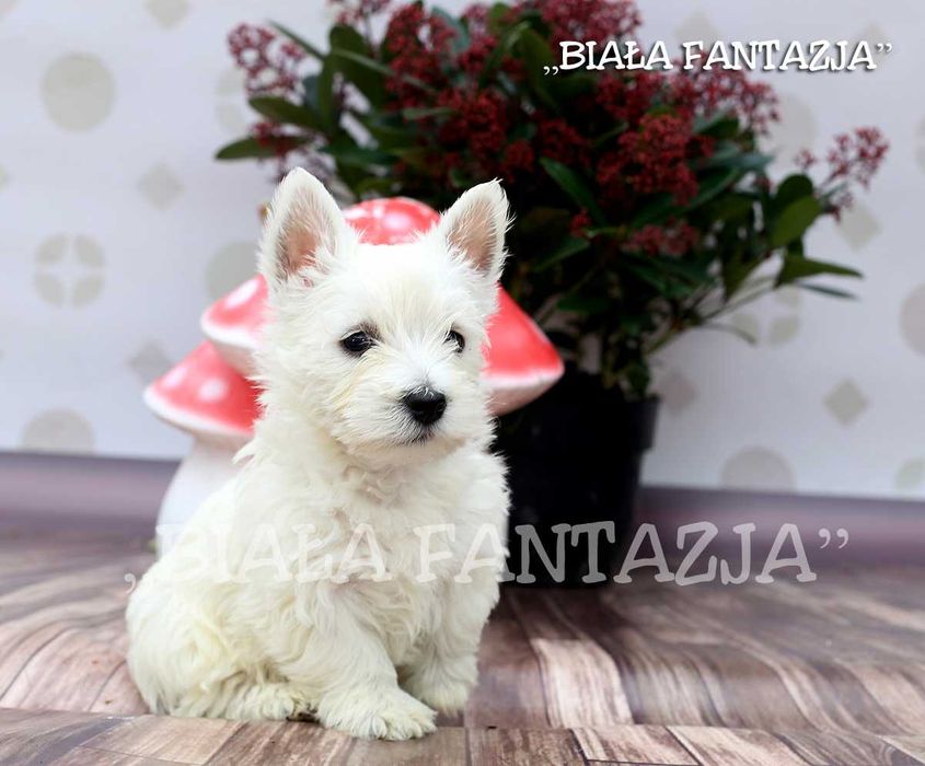 West Highland White Terrier - szczeniaki