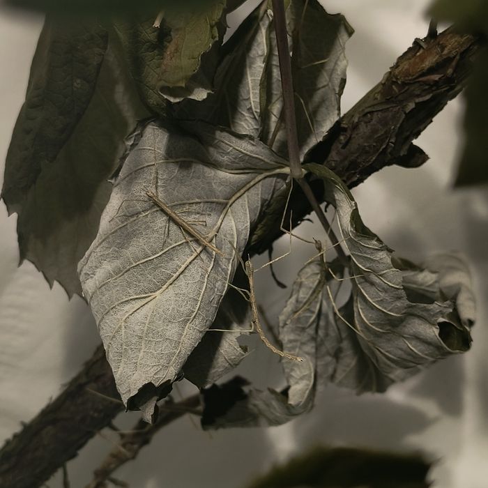 Палочники примарні БЕЗКОШТОВНО