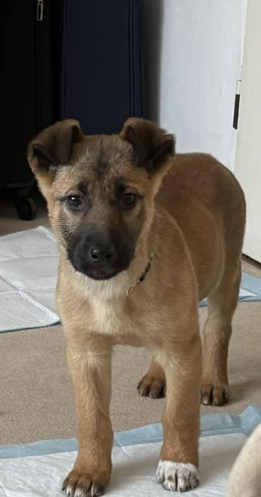 Suczka do adopcji w typie owczarek belgijski