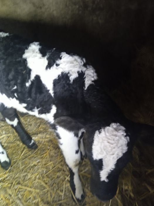 Продам  теличку  17днів