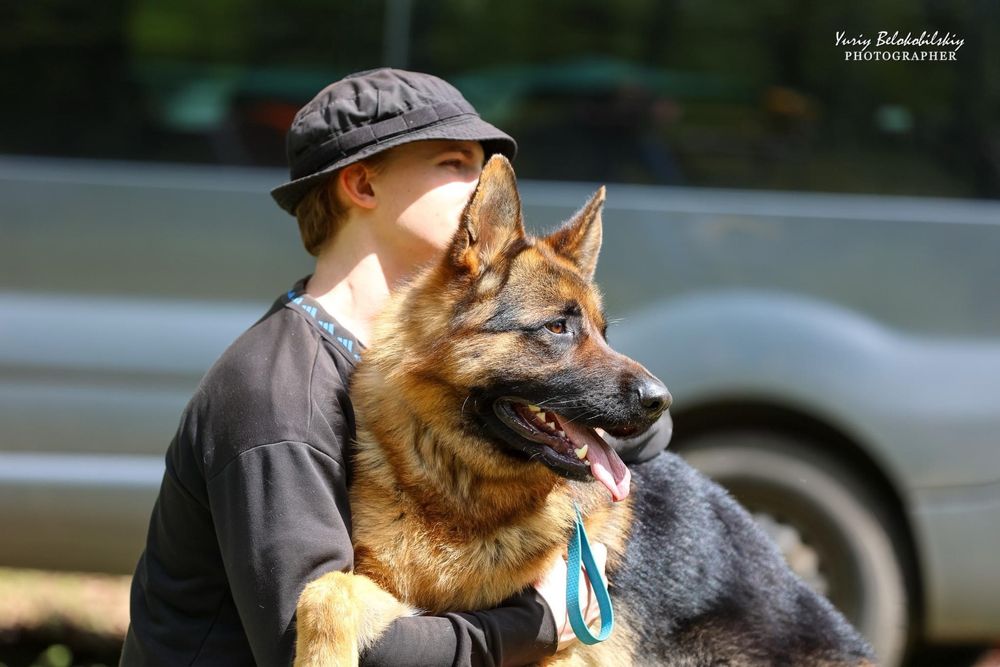 вязка; HD-A/A, ED-0/0; чепрачний кобель Німецька Вівчарка, КСУ/FCI