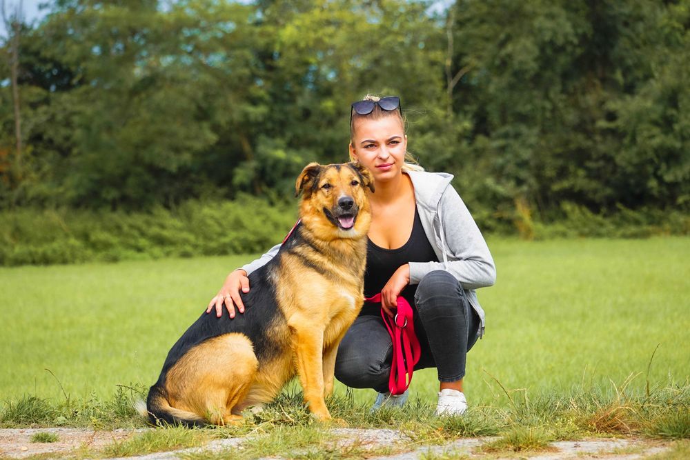 Dedal - piękny pies szuka domu - bezpłatny transport
