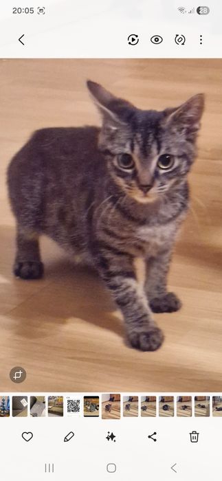 Zaginęła 5 miesięczna koteczka