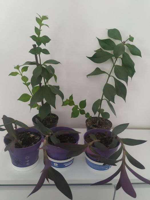 Kwiaty doniczkowe drzewka szczęścia