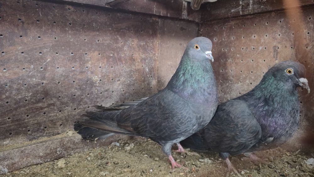 Gołębie orliki mikołajewskie