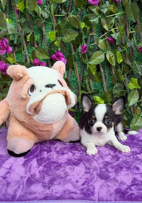 Chihuahua Macho Mini