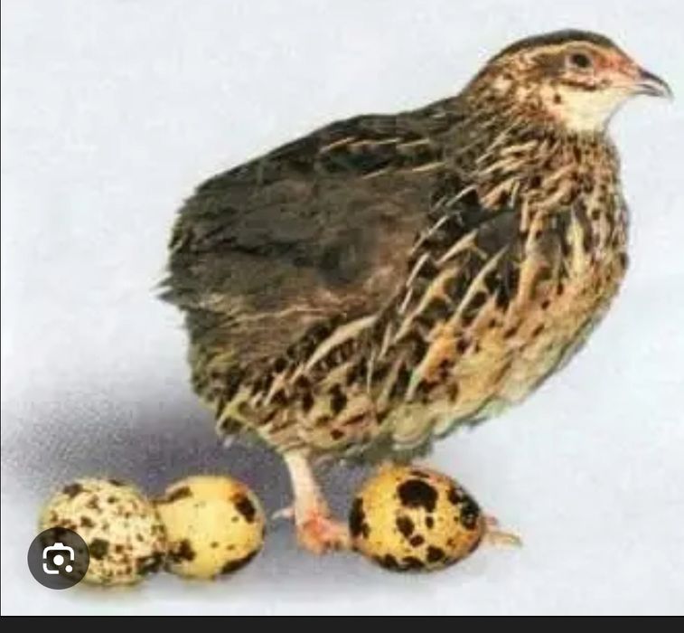 Інкубаційне яйце перепілки