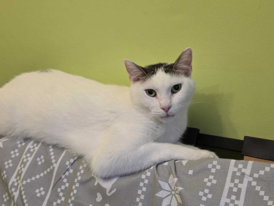 Szukamy domu dla Puszka – kocurek do adopcji