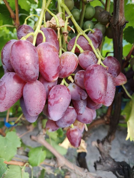 Саджанці і лоза винограду, Саженцы винограда.