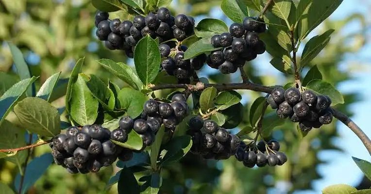 Aronia ekologiczna