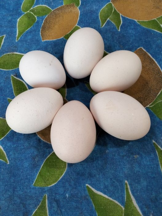 Ovos caseiros de galinhas do campo