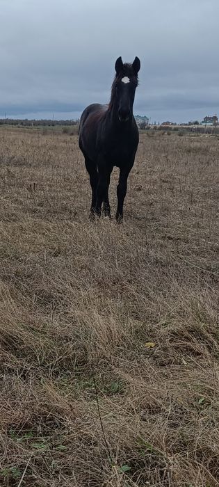 Вороной жеребчик