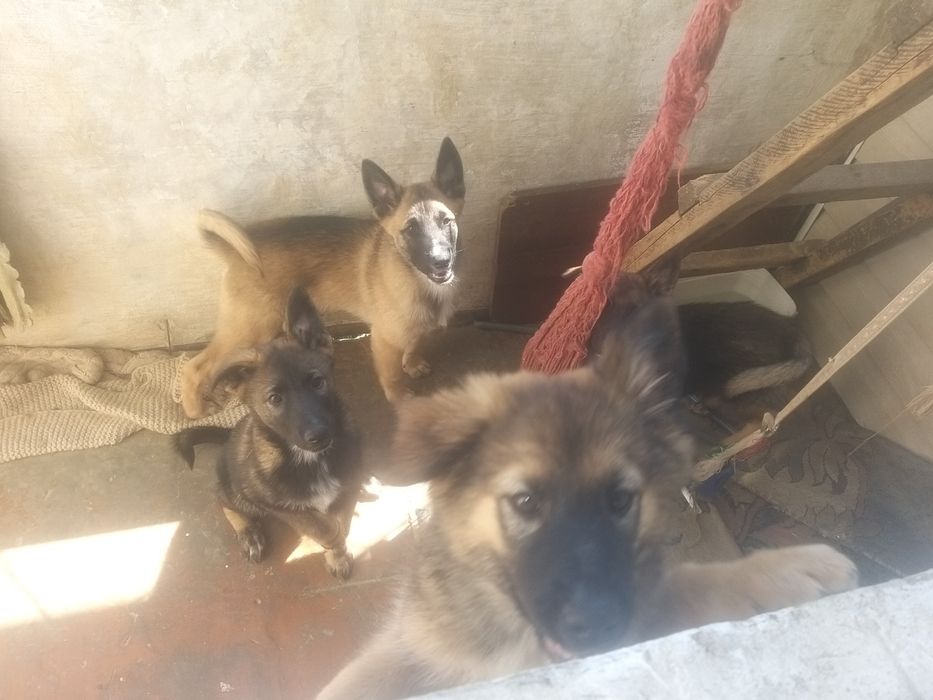 Отдам щенков заподно сибирской лайки