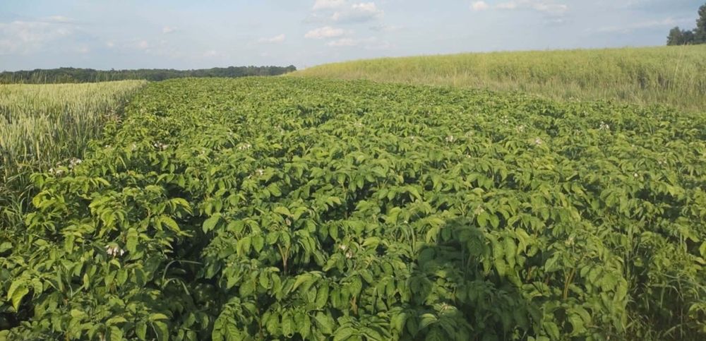 Ziemniaki bellarosa czerwone sadzeniaki