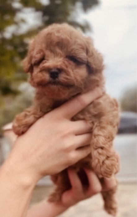 Мальчишка мальтипу