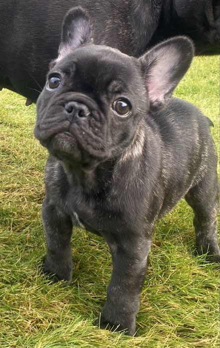 Buldog Francuski ZKwP FCI