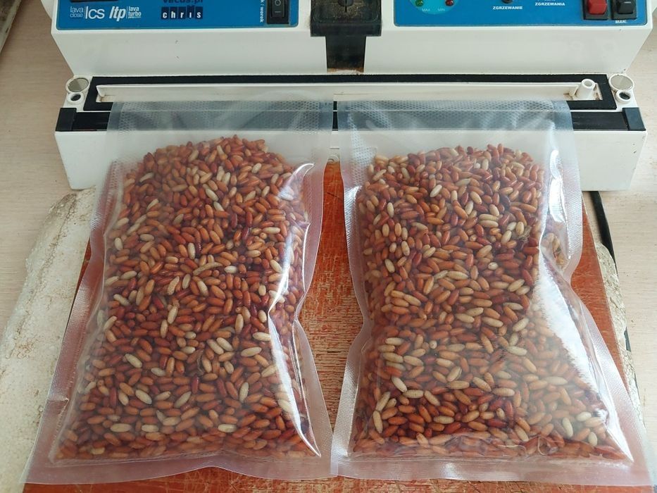 Kaster 1l  robak kokon