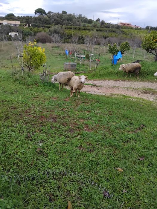 Vende-se  casal de borregos