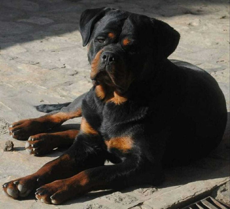 ротвейлер  в'язка
