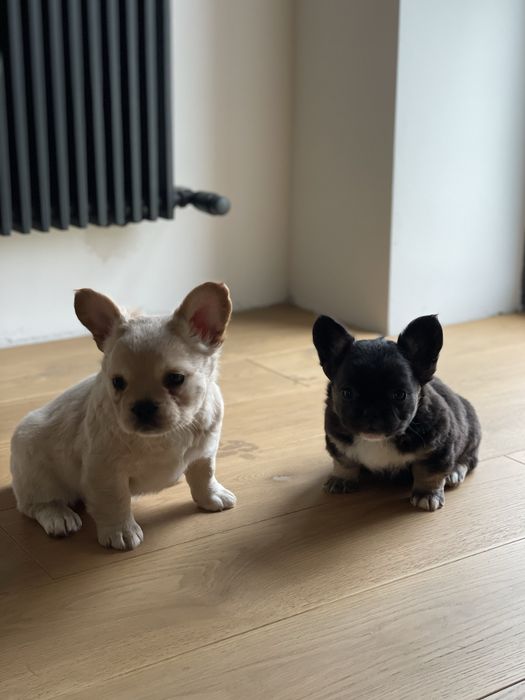 Французький бульдог флаффі