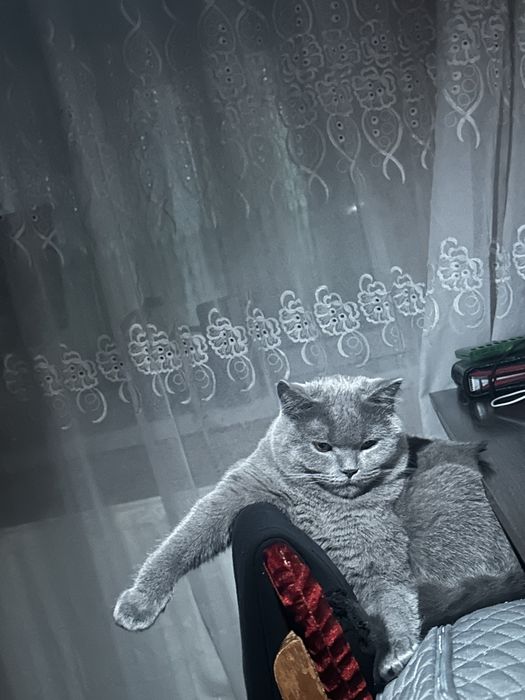 БЕЗКОШТОВНО кошка шотландська з усим необхідним