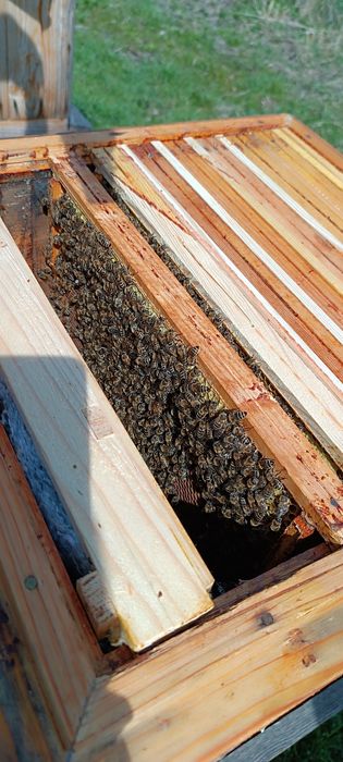 Sprzedam rodziny pszczele.