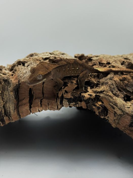 Gekony orzesione wlasna hodowla