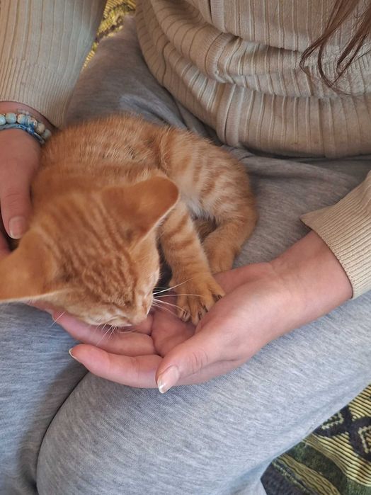 Adopcja małych kotków
