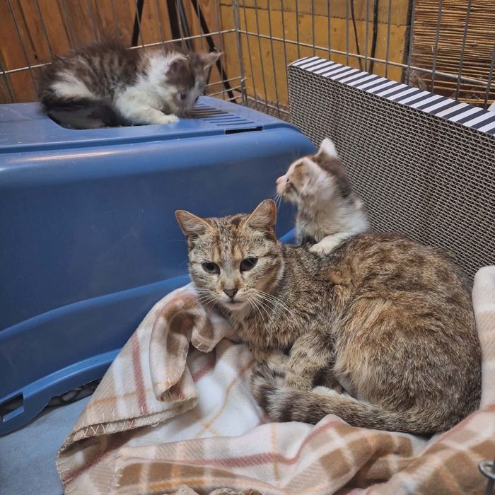 Kotek do adopcji- Luna jest młodą kotką, potrzebuje człowieka